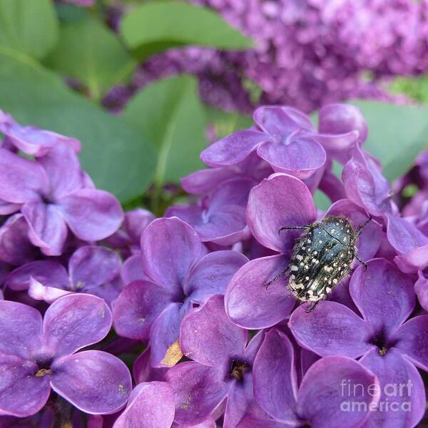 Bloom Art Print featuring the photograph Scarab on Purple Lilac by Jean Bernard Roussilhe