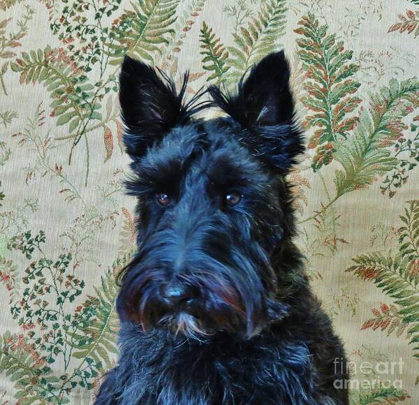 Scottie Art Print featuring the photograph Scottie by Michele Penner