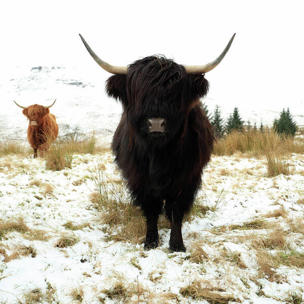 Highland Cattle Art Print featuring the photograph Scottish Black Highland Coo by Maria Gaellman