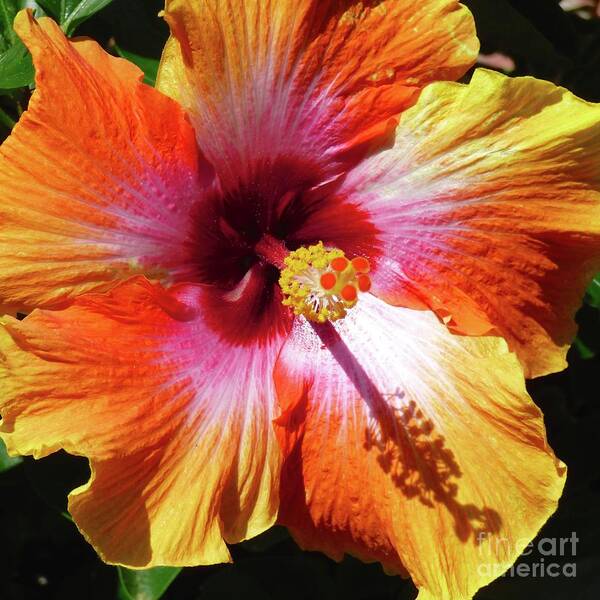 Hibiscus Art Print featuring the photograph Sex on the Beach Hibiscus by Jean Wright