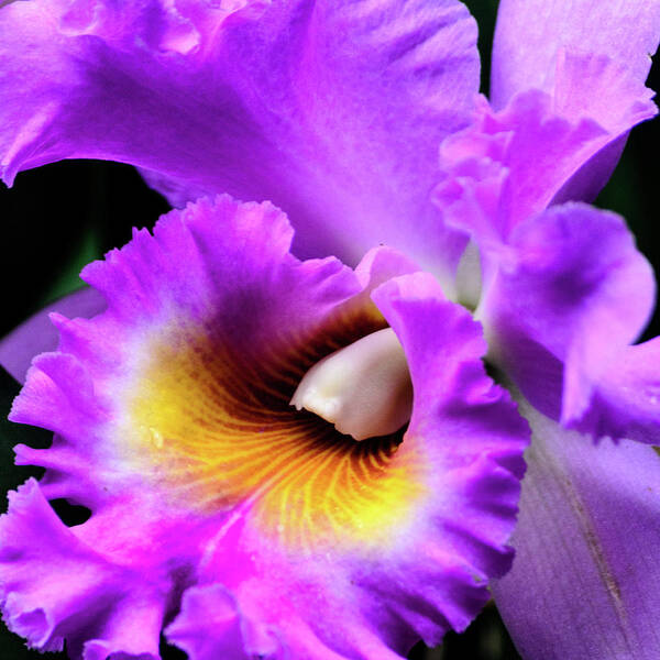 Cleveland Botanical Gardens Art Print featuring the photograph Shades of Purple by Stewart Helberg