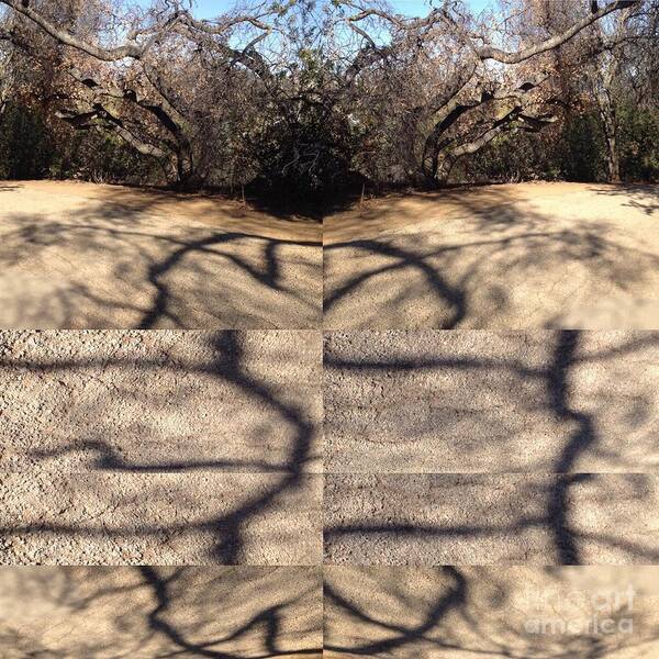 Tree Art Print featuring the photograph Shadow Crack Lines by Nora Boghossian