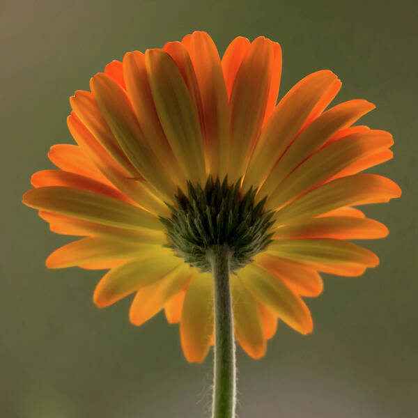 Terry D Photography Art Print featuring the photograph Shine Bright Gerber Daisy Square by Terry DeLuco