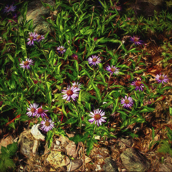 Wildflower Art Print featuring the photograph Siberian Asters by Fred Denner