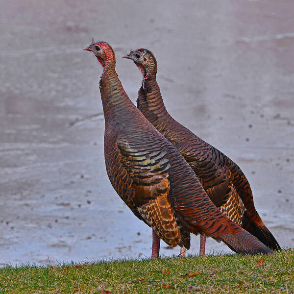 Turkeys Art Print featuring the photograph Side by Side by Ken Stampfer