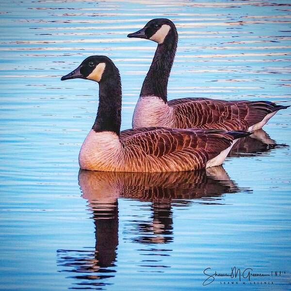 Geese Art Print featuring the photograph Side by Side by Shawn M Greener
