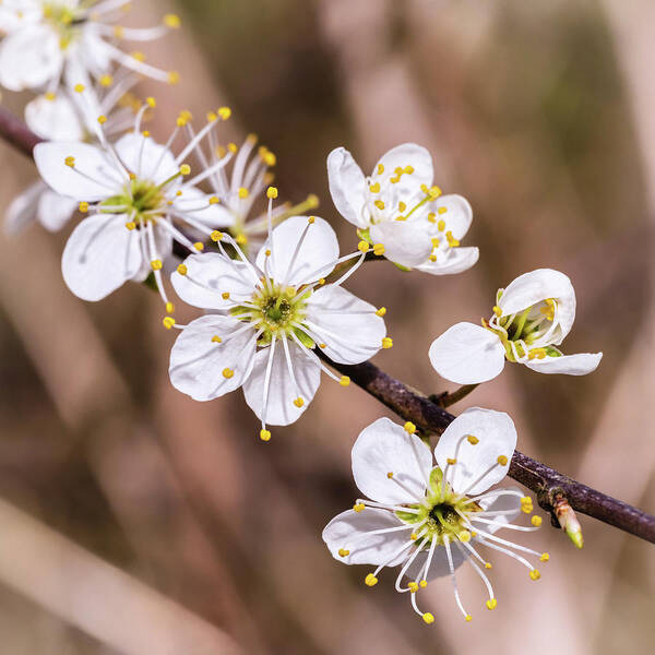 Spring Art Print featuring the photograph Signs of Spring by Nick Bywater