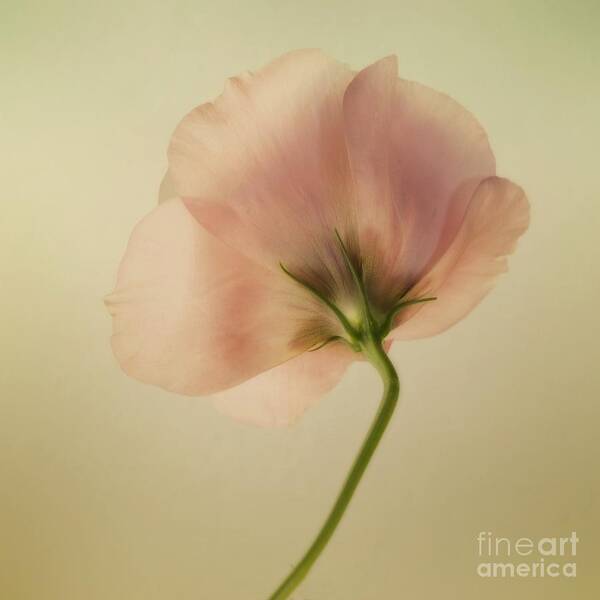 Eustoma Art Print featuring the photograph Silk by Priska Wettstein