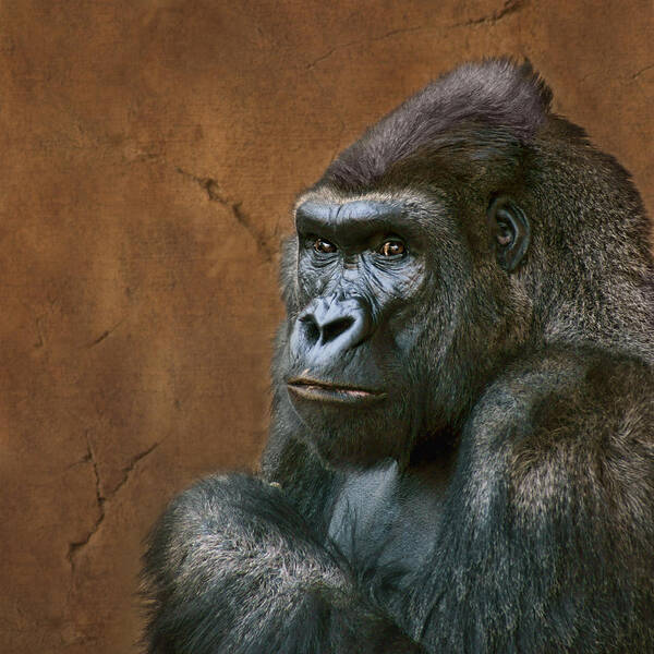 Animals Art Print featuring the photograph Silverback Stare - Gorilla by Nikolyn McDonald