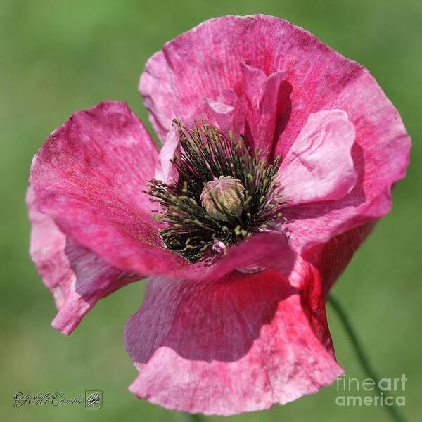 Mccombie Art Print featuring the photograph Single Merlot Rose Wine Poppy from the Angel's Choir Mix by J McCombie