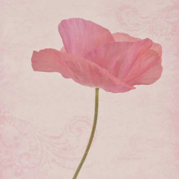 Poppy Art Print featuring the photograph Single Pink Upright Poppy by Sandra Foster