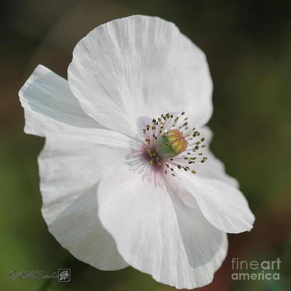 Mccombie Art Print featuring the photograph Single White Poppy from the Angel's Choir Mix by J McCombie