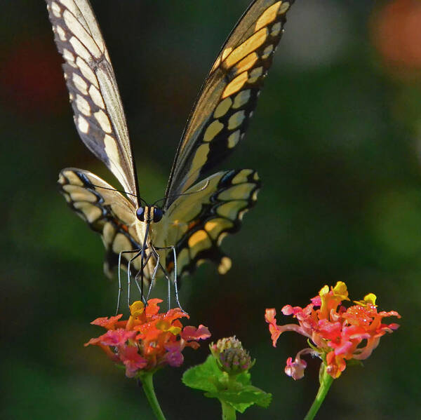 Butterfly Art Print featuring the photograph Sipping Lantana by Charlotte Schafer