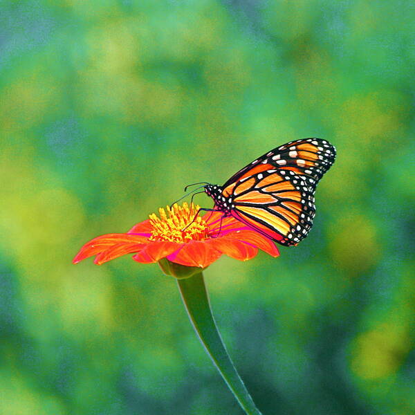 Monarch Art Print featuring the photograph Small Wonders by Byron Varvarigos