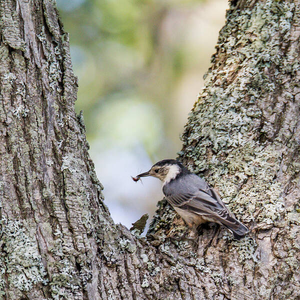 Nuthatch Art Print featuring the photograph Snack Time by Darryl Hendricks