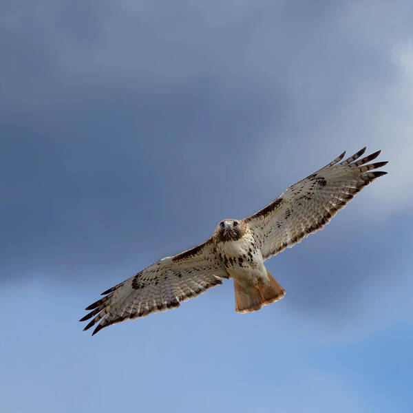 Hawk Art Print featuring the photograph Soaring Red Tail Square by Bill Wakeley