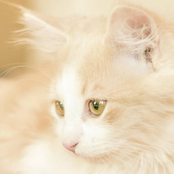 Kitty Art Print featuring the photograph Soft and Dreamy by Jennifer Grossnickle