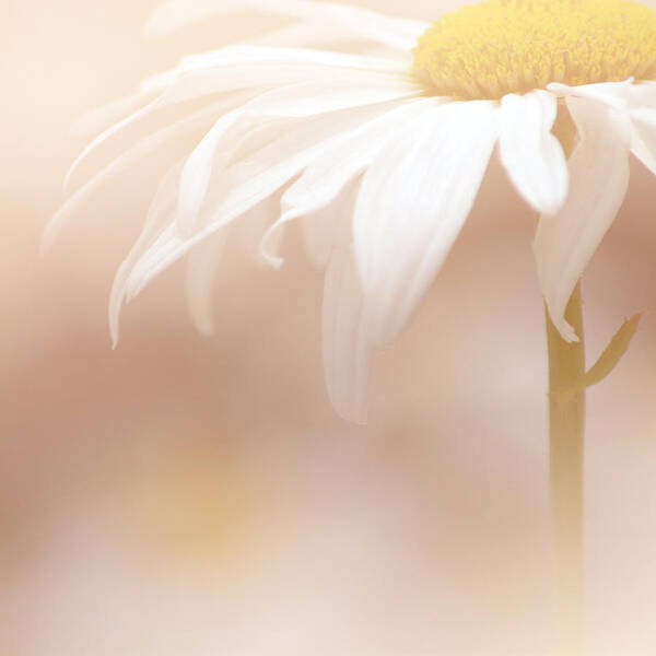 Art Art Print featuring the photograph Soft White Daisy1 by Joan Han