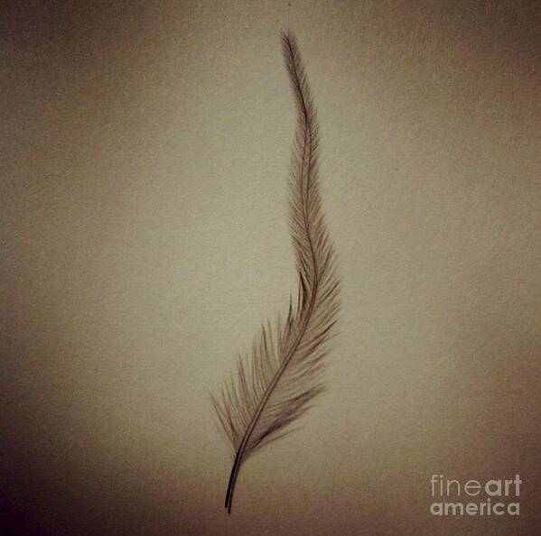 Feather Art Print featuring the photograph Softly by Denise Railey