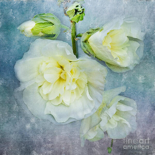 Floral Art Print featuring the photograph Softly in Blue by Betty LaRue