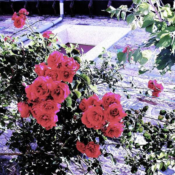 Roses Art Print featuring the photograph Spanish Roses by HweeYen Ong