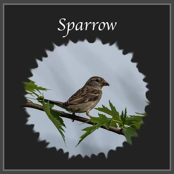 Sparrow Art Print featuring the photograph Sparrow  by Holden The Moment