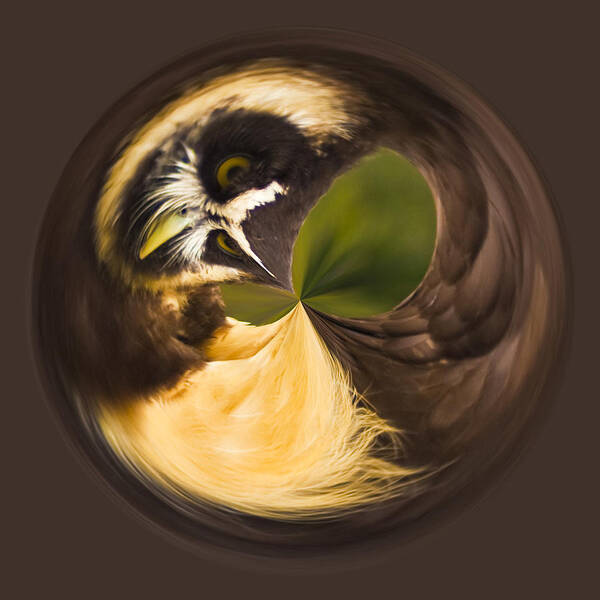 Owl Art Print featuring the photograph Spectacled Owl orb by Bill Barber