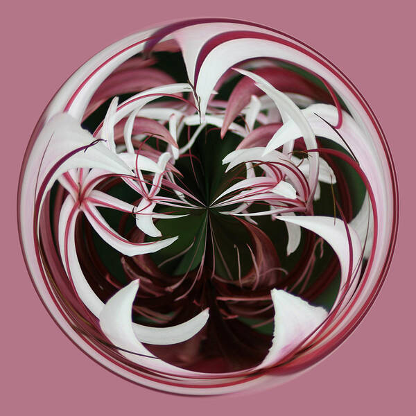 Spider Lily Art Print featuring the photograph Spider Lily Orb by Bill Barber