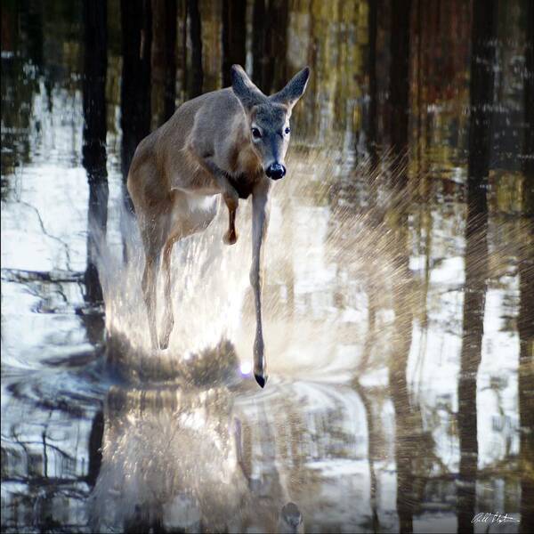 Deer Art Print featuring the photograph Splash Splash by Bill Stephens