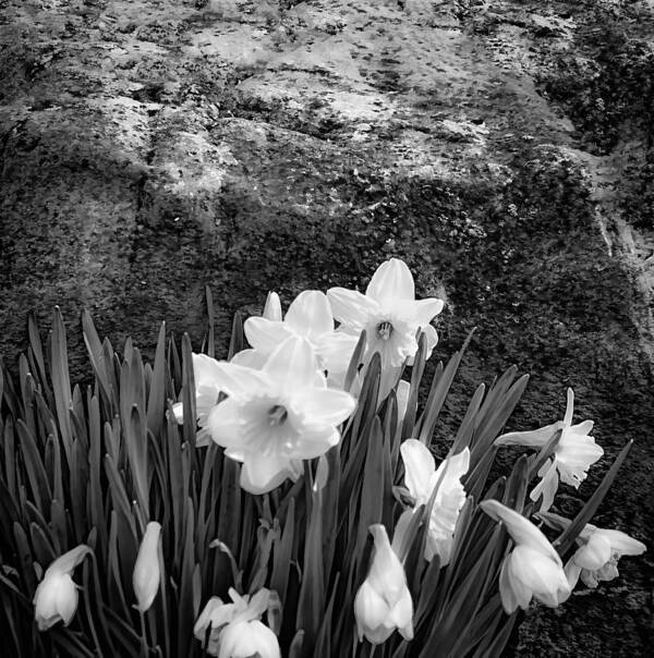 Spring Flowers And Lichen Covered Boulder - B/w 1c Art Print featuring the photograph Spring Flowers and Lichen covered Boulder - b/w 1c by Greg Jackson