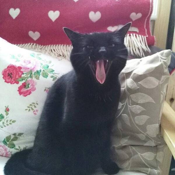 Catoftheday Art Print featuring the photograph Standard Charlie Cat Pose: Yawning by Sian Thomas