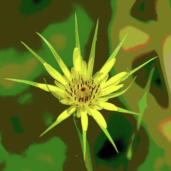 Nature Art Print featuring the photograph Star Flower by Ben Upham III