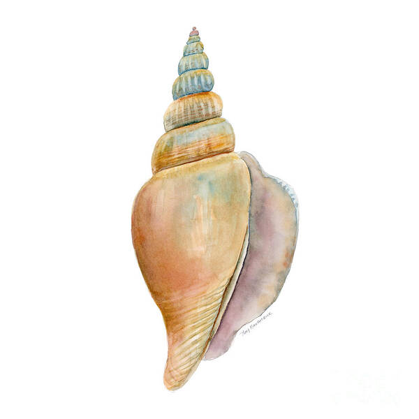 Conch Shell Painting Art Print featuring the painting Strombus Vittatus Shell by Amy Kirkpatrick
