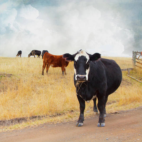 Theresa Tahara Art Print featuring the photograph Summer Cows by Theresa Tahara