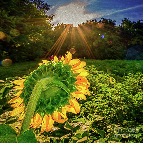 Sunflowers Art Print featuring the photograph Sunburst over sunflower by Izet Kapetanovic
