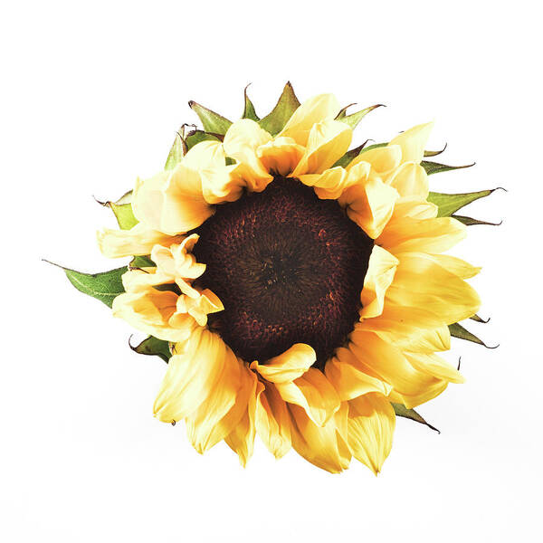 Flower Art Print featuring the photograph Sunflower #2 by Desmond Manny