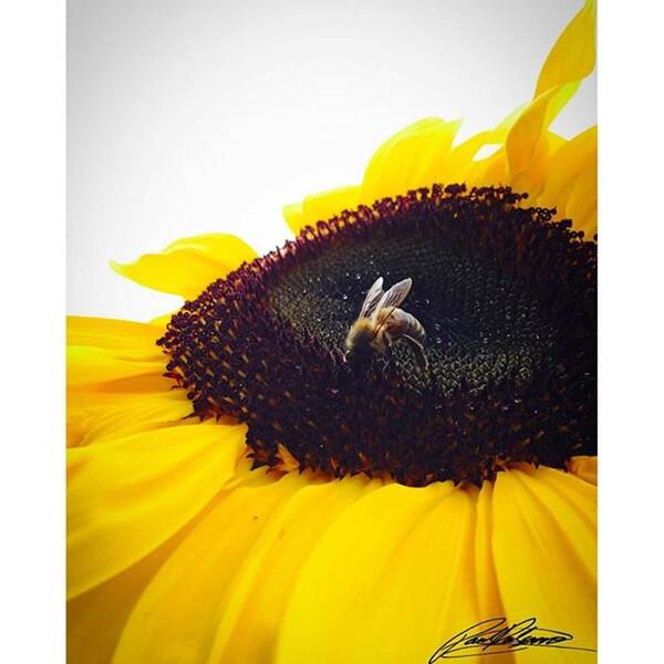 Beautiful Art Print featuring the photograph Sunflower Bee Photo By @pauldalsasso by Paul Dal Sasso