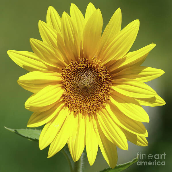 Sunflower Art Print featuring the photograph Sunflower in the Sun by Robert E Alter Reflections of Infinity