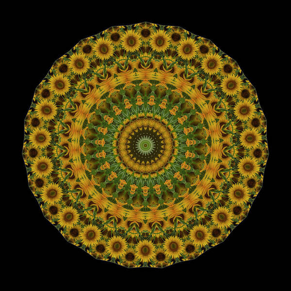 Sunflowers Art Print featuring the photograph Sunflower Mandala by Mark Kiver