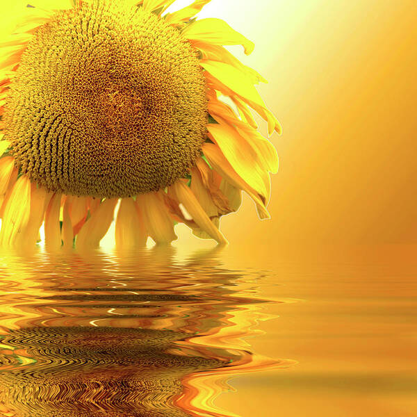 Sunflower Art Print featuring the photograph Sunflower sunset by David French