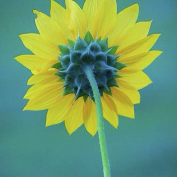 Summer Art Print featuring the photograph #sunflower#flower #yellow #summer by Melissa Helmbrecht