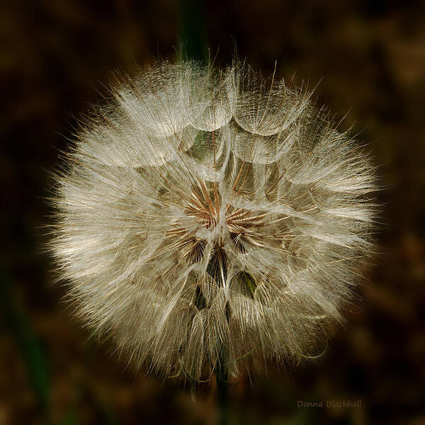 Dandelion Art Print featuring the photograph Sunlit Dreams by Donna Blackhall