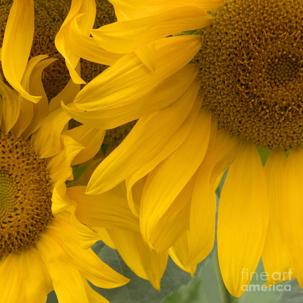 Sunflower Art Print featuring the photograph Sunlit Sunflower Trio by Ann Horn