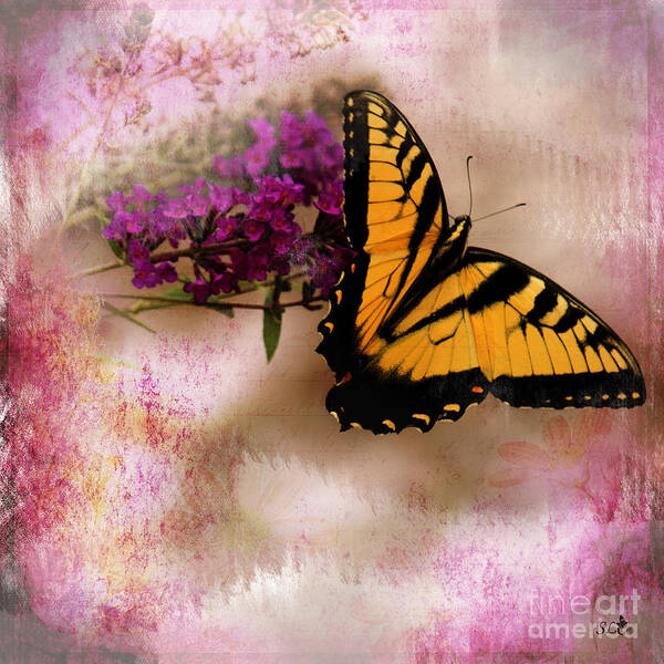 Eastern Tiger Swallowtail Art Print featuring the photograph Swallow Tail full of Beauty by Sandra Clark