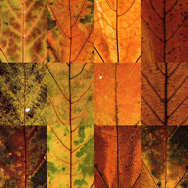 Swatch Art Print featuring the photograph Swatches - Autumn Leaves inspired by Gerhard Richter by Shankar Adiseshan
