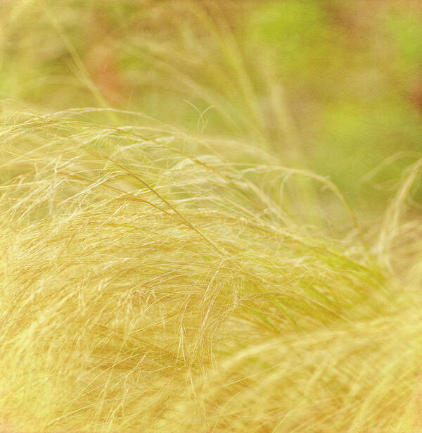 Grass Art Print featuring the photograph Swaying by Diane Fifield