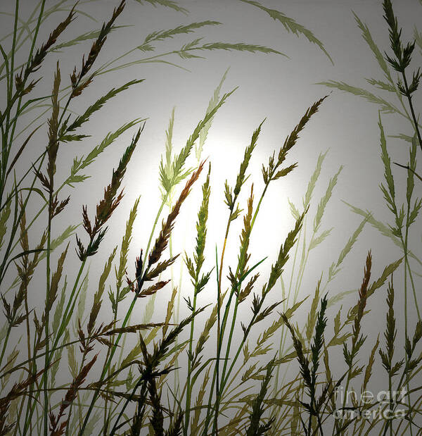 Sunlight Art Print featuring the digital art Tall Grass and Sunlight by James Williamson