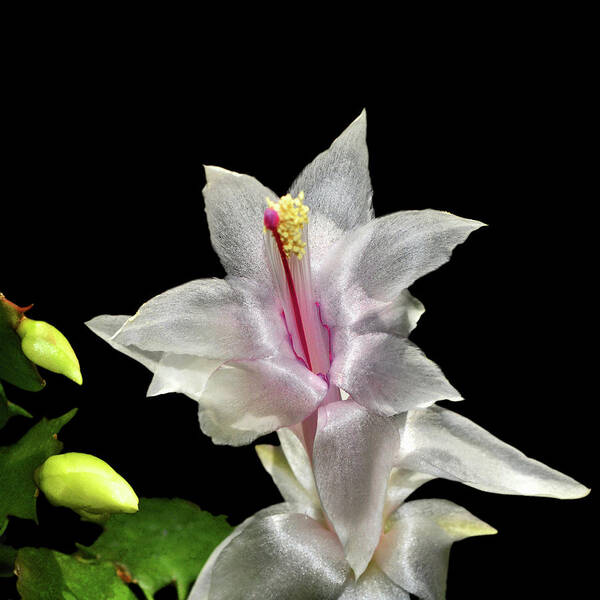 Succulent Art Print featuring the photograph Thanksgiving Cactus 008 by George Bostian