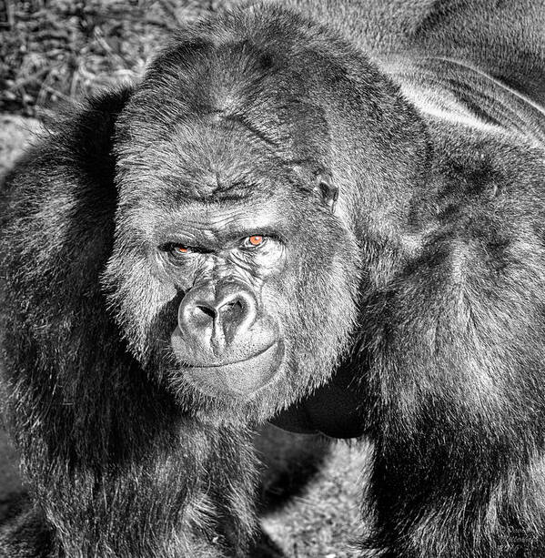 The Bouncer Art Print featuring the photograph The Bouncer Gorilla by David Millenheft