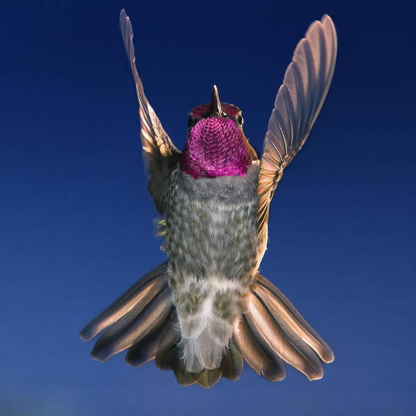 Hummingbird Art Print featuring the photograph The Conductor of Hummer Air Orchestra by William Lee